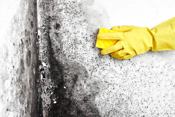Environmental Consulting for Mold Prevention in Rio Rancho Estates, NM